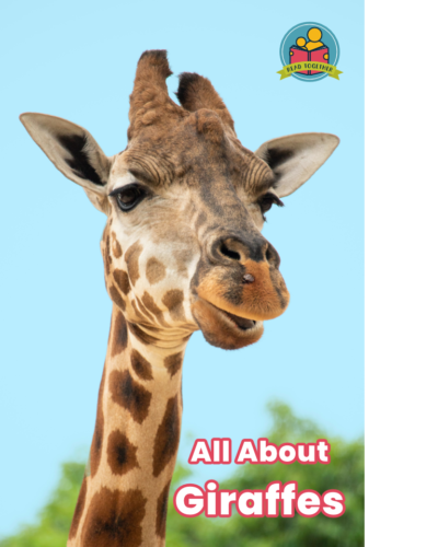All About Giraffes front cover