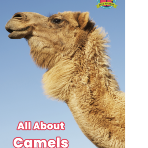 All About Camels