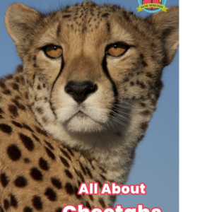 All About Cheetahs