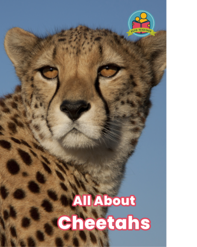 All About Cheetahs front cover