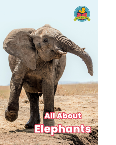 All About Elephants cover