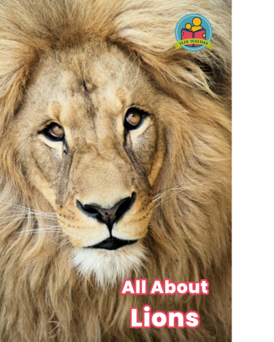 All About Lions cover