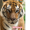 All About Tigers cover