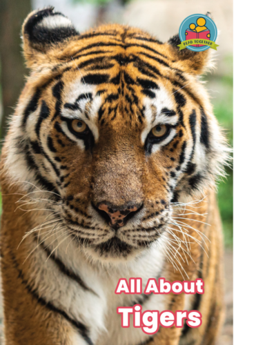 All About Tigers cover